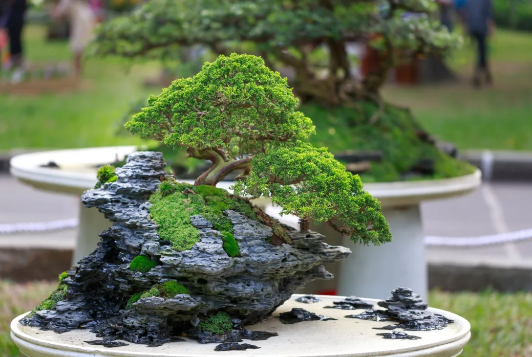 bonsai nursery in Malaysia for home landscaping and garden decoration