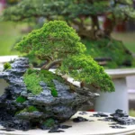 bonsai nursery in Malaysia for home landscaping and garden decoration