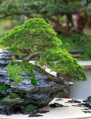 bonsai nursery in Malaysia for home landscaping and garden decoration