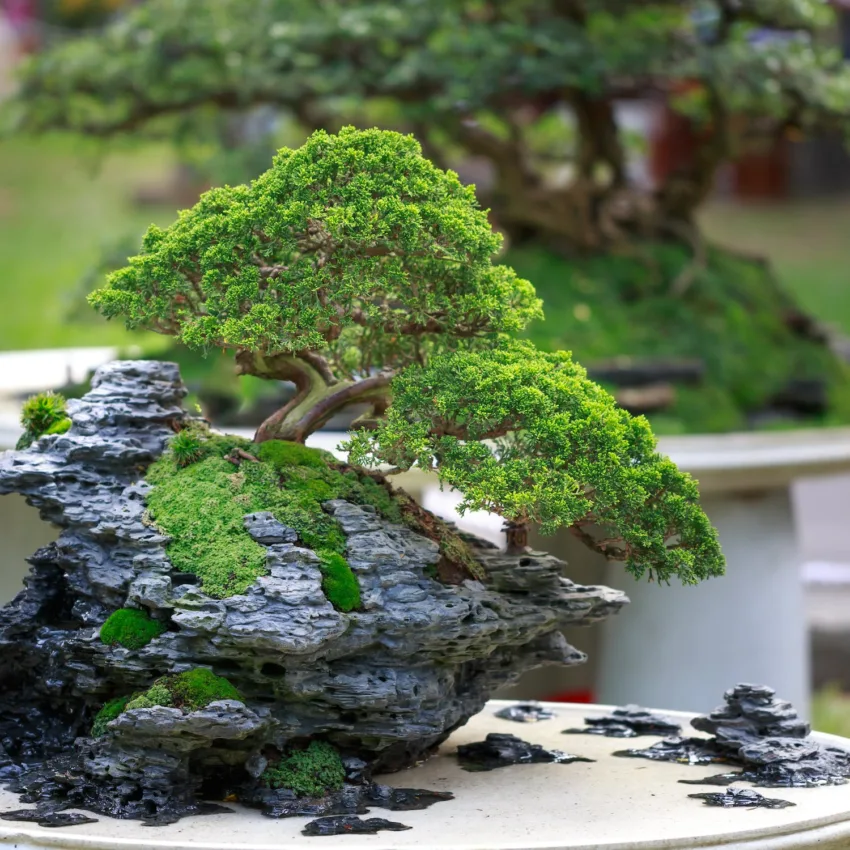 bonsai nursery in Malaysia for home landscaping and garden decoration
