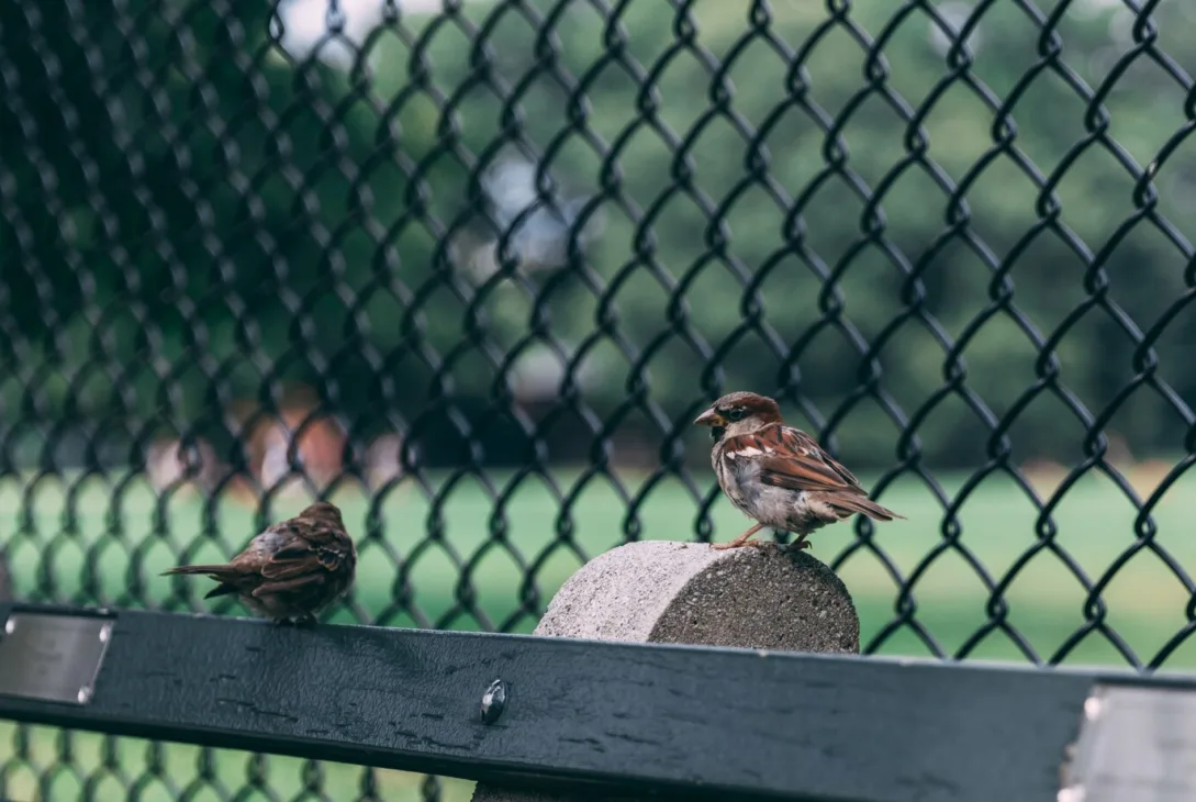 two sparrows perched on wood near wired fence needing bird pest control services