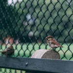 two sparrows perched on wood near wired fence needing bird pest control services