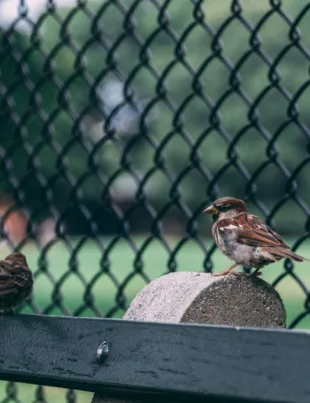 two sparrows perched on wood near wired fence needing bird pest control services