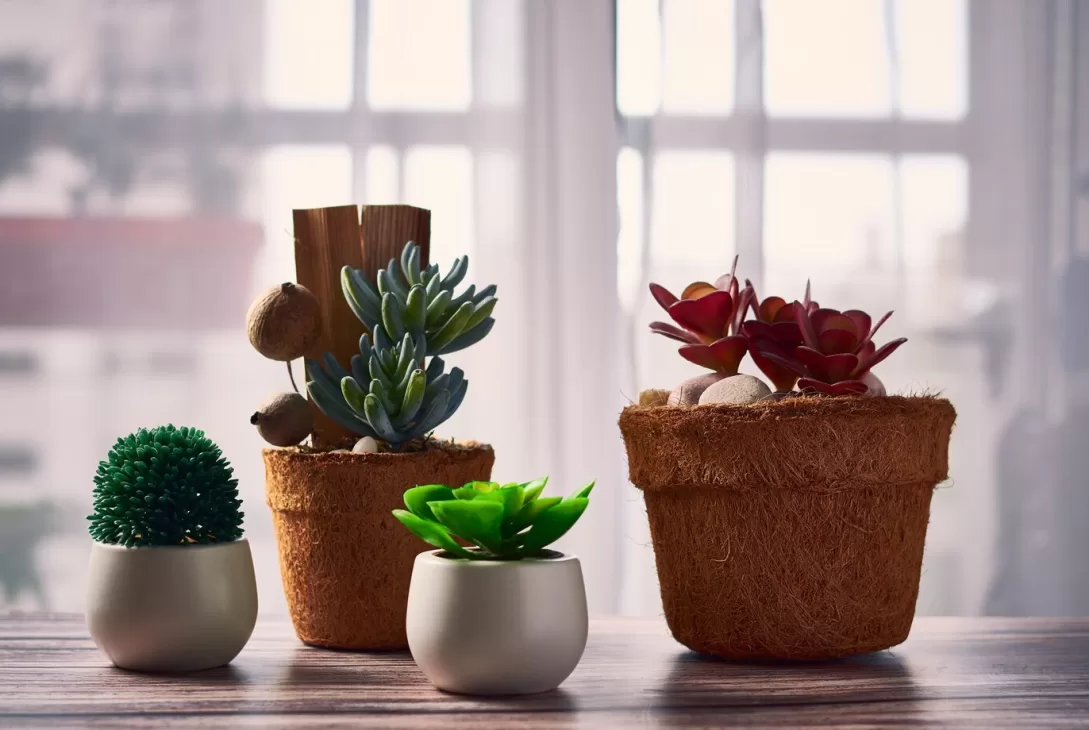 cactus and succulents in an indoor space