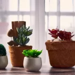 cactus and succulents in an indoor space