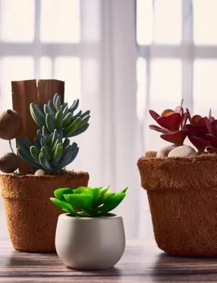 cactus and succulents in an indoor space