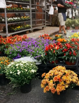 garden center and nursery for showcasing their selection of flowers