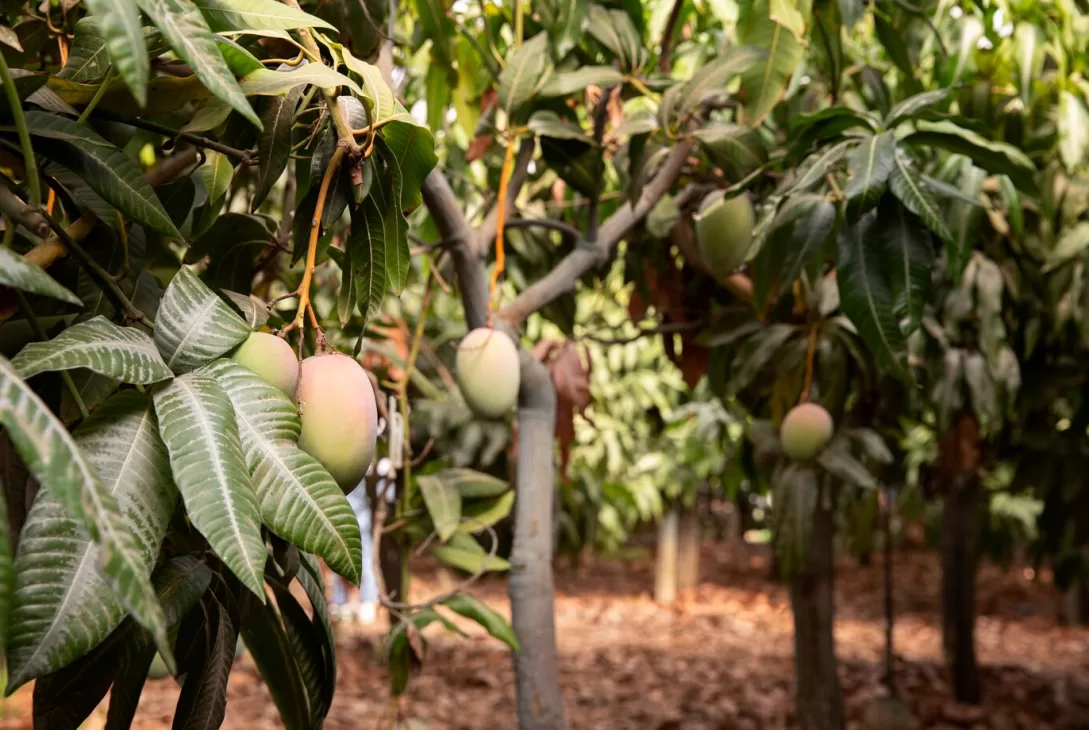 garden with many unripe mango trees