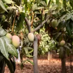 garden with many unripe mango trees