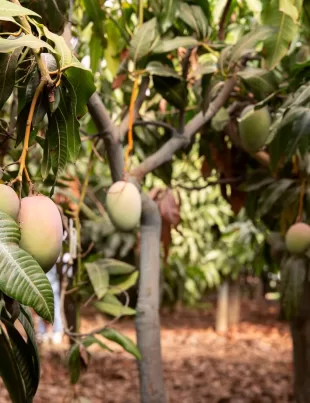 garden with many unripe mango trees
